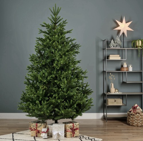 Everlands nordmann fir - everlands,